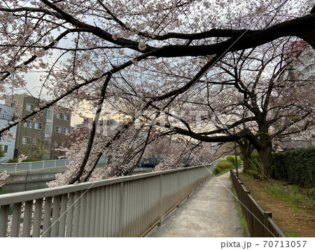 仙台堀川 桜(2020年3月) 仙台堀川 桜(2020年3月) 70713057