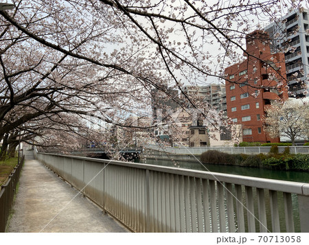 仙台堀川　桜（2020年3月） 70713058