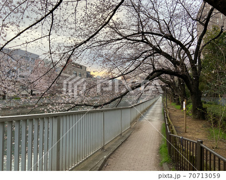 仙台堀川 桜(2020年3月) 仙台堀川 桜(2020年3月) 70713059