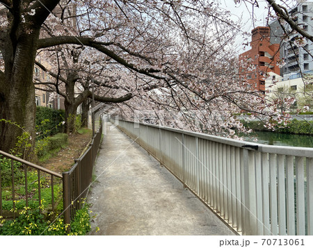 仙台堀川 桜(2020年3月) 仙台堀川 桜(2020年3月) 70713061