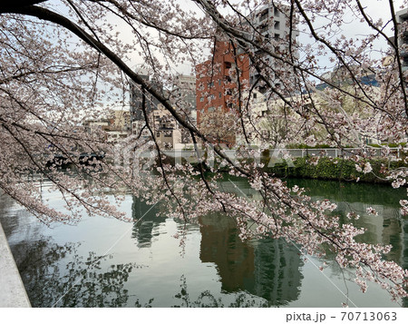 仙台堀川　桜（2020年3月） 70713063