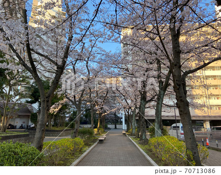 船堀一丁目　桜（2020年3月） 70713086