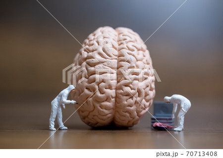 Miniature people , Scientist observing and discussing about human brain Miniature people , Scientist observing and discussing about human brain 70713408