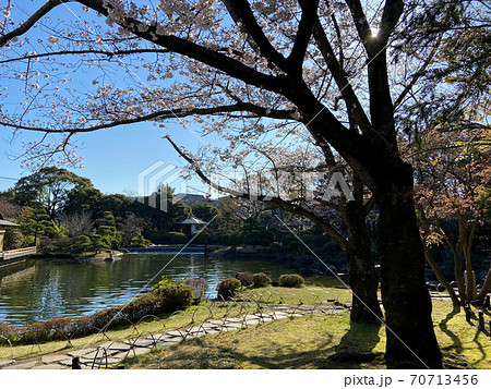 行船公園　平成庭園　桜（2020年3月） 70713456