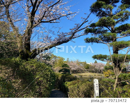 行船公園　平成庭園　桜（2020年3月） 70713472