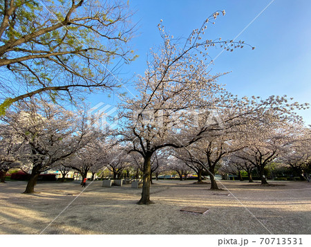 木場公園 桜 早朝 年4月 の写真素材