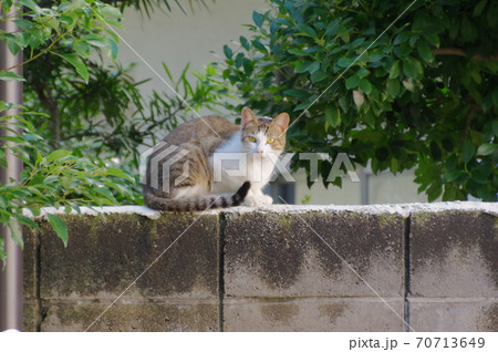 都会の石塀の上に座る野良猫 70713649