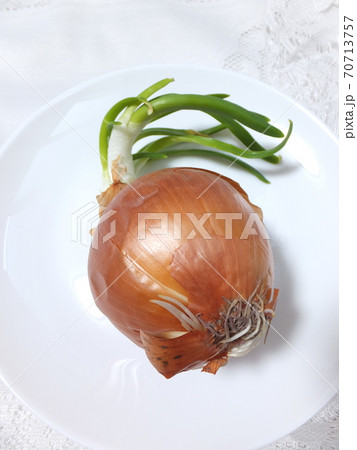 発芽 玉ねぎの根と芽 発芽 玉ねぎの根と芽 70713757