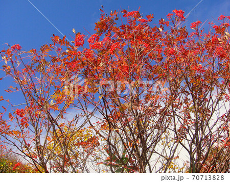 ななかまど 70713828