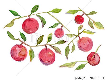 赤いりんごの実った枝の水彩イラストのイラスト素材