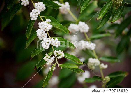 シロシキブ 70713850