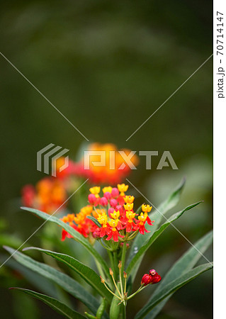 ヤナギトウワタ 70714147