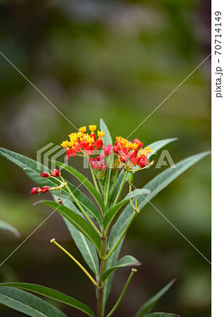 ヤナギトウワタ 70714149