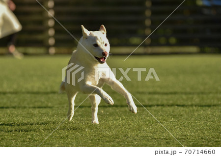夕方のドッグランで遊ぶ白毛の柴犬 70714660