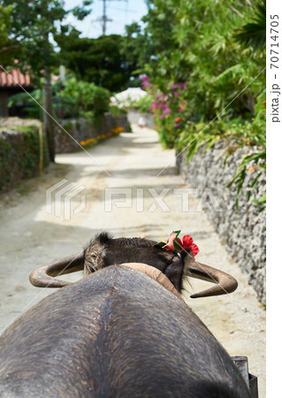 竹富島の水牛車に乗って観光 70714705