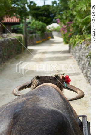 竹富島の水牛車に乗って観光の写真素材