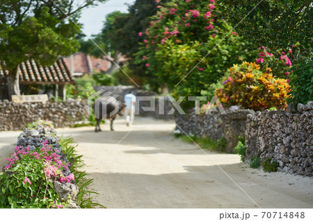 飼育員に引かれT牛舎に帰る竹富島の水牛 70714848