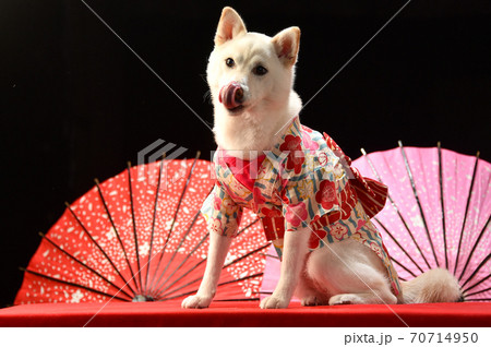 和傘をバックに和装を着てポーズする柴犬 和傘をバックに和装を着てポーズする柴犬 70714950