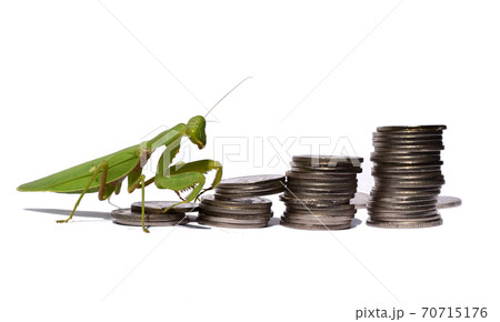 Praying mantis walking toward the pile of coins on white background , Hunter break business , Financial insecurity Praying mantis walking toward the pile of coins on white background , Hunter break business , Financial insecurity 70715176