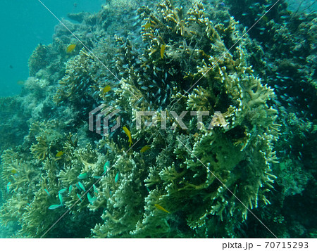 石垣島で体験ダイビングしたときの水中写真 石垣島で体験ダイビングしたときの水中写真 70715293