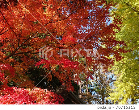 紅葉&黄葉 もみじ モミジ 銀杏 いちょう イチョウ 紅葉&黄葉 もみじ モミジ 銀杏 いちょう イチョウ 70715315