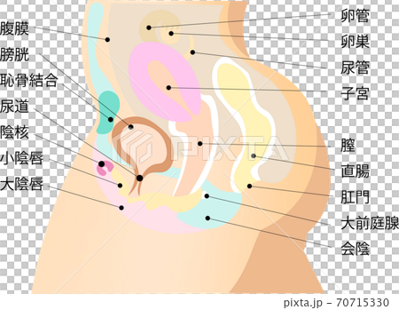 女性生殖器系　5　説明付き　イラスト 70715330