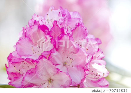 シャクナゲ園でシャクナゲが満開です。このシャクナゲの名前はミセスフジイです。 シャクナゲ園でシャクナゲが満開です。このシャクナゲの名前はミセスフジイです。 70715335