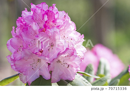 シャクナゲ園でシャクナゲが満開です。このシャクナゲの名前はミセスフジイです。 70715336