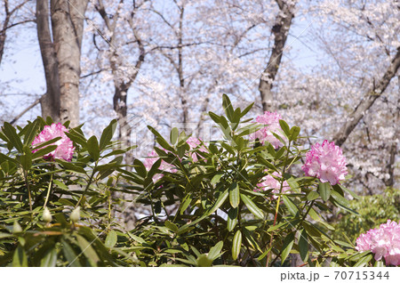 シャクナゲ園でシャクナゲが満開です。このシャクナゲの名前はミセスフジイです。 シャクナゲ園でシャクナゲが満開です。このシャクナゲの名前はミセスフジイです。 70715344
