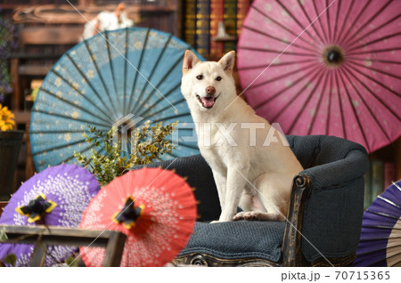 和傘を背景に着物を着てポーズする白毛の柴犬 70715365