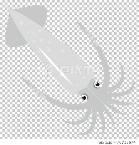 Squid illustration Squid illustration 70715674