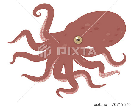 タコのイラストレーションのイラスト素材