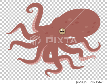 タコのイラストレーション 70715676
