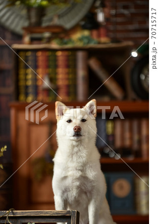 ビンテージ背景でおすましする白毛の柴犬 ビンテージ背景でおすましする白毛の柴犬 70715717