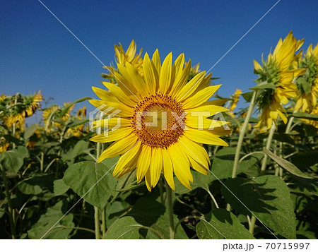 満開のヒマワリ　ひまわり　向日葵 70715997