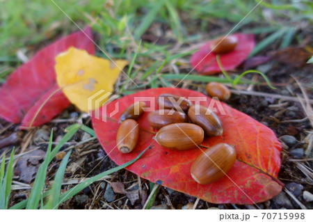 落葉とどんぐり　秋のおままごと 70715998