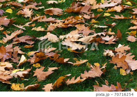 Autumn yellow dry oak leaves on green grass 70716254