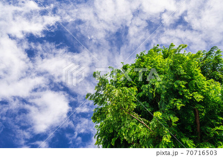 メタセコイヤの木と空 メタセコイヤの木と空 70716503