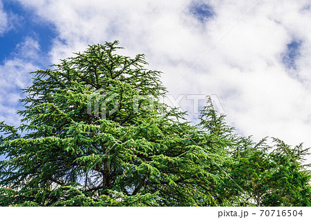 ヒマラヤスギと空 ヒマラヤスギと空 70716504