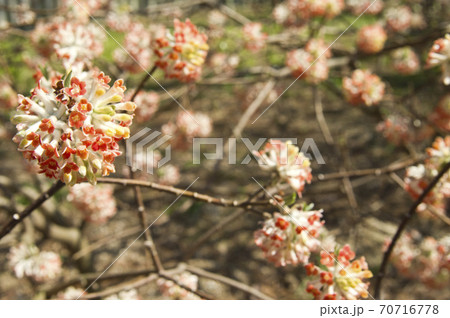 公園のミツマタの花が満開です。 70716778