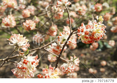 公園のミツマタの花が満開です。 公園のミツマタの花が満開です。 70716779