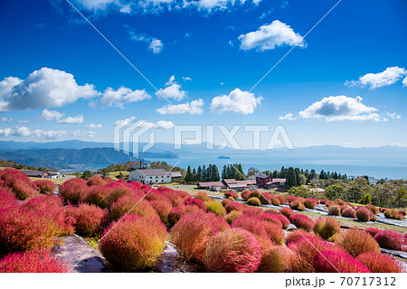 滋賀県高島市 びわこ函館山山頂のコキアの向こうに見える琵琶湖の写真素材