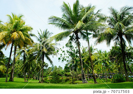 プーケット ヒルトンホテル ヤシの木 70717503