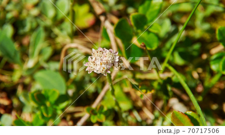 Origanum Oregano 70717506