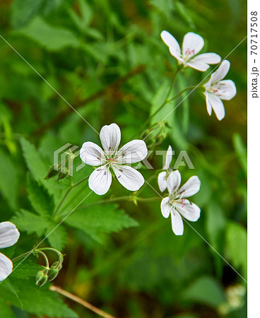 Geranium pratense 70717508