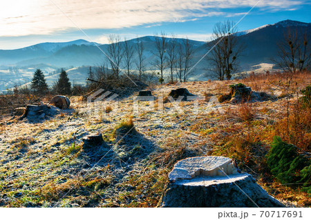 deforestation in the mountains. stump of fresh cut trees in hoarfrost. cold autumn morning countryside scenery deforestation in the mountains. stump of fresh cut trees in hoarfrost. cold autumn morning countryside scenery 70717691
