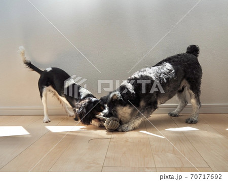 仲良しな犬 70717692