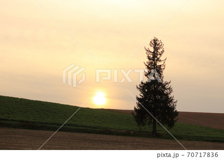 クリスマスツリーの木 70717836