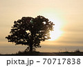 セブンスターの木 70717838