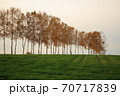 セブンスターの木の近くにある木 70717839